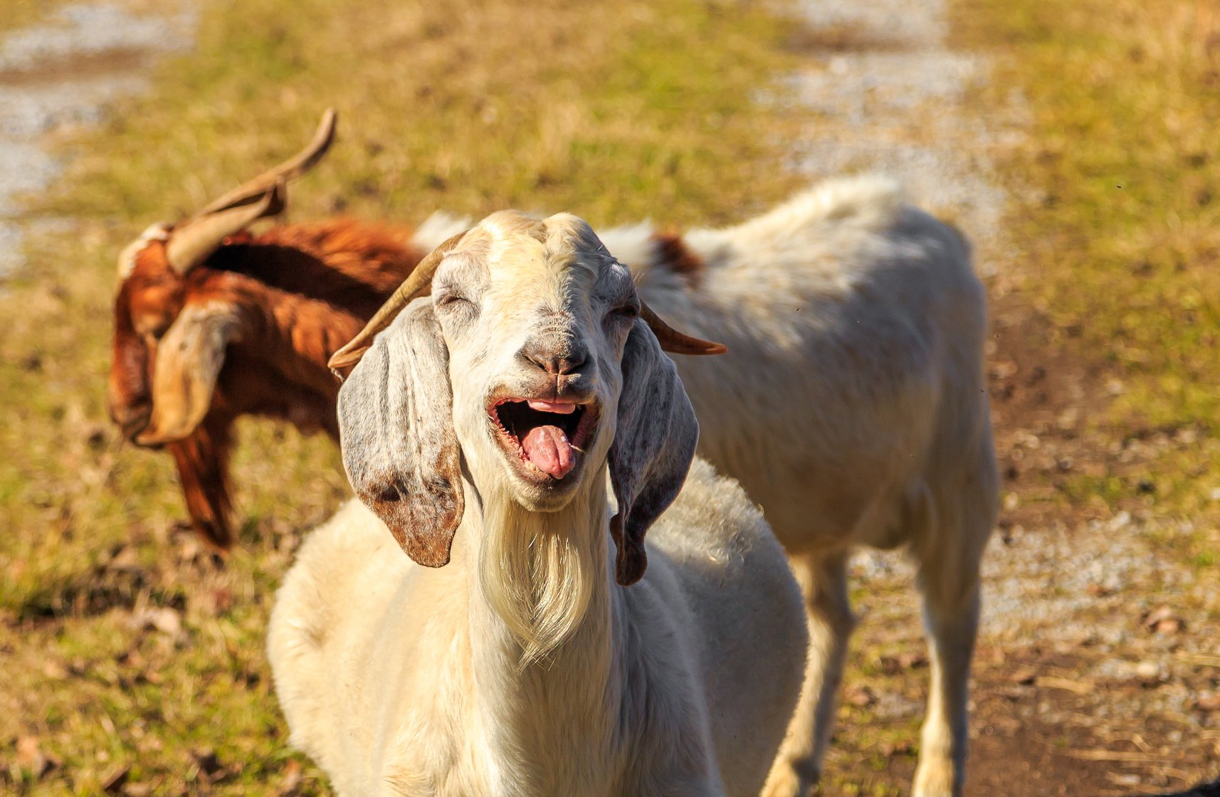 Laughing Goat